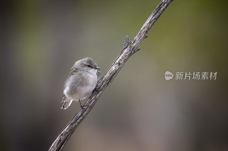 Jacky Winter (Microeca fascinans)